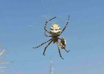 Loplu örümcek zehirli mi? Loplu örümcek öldürür mü? Loplu örümcek Türkiye’de hangi vilayetlerde var?