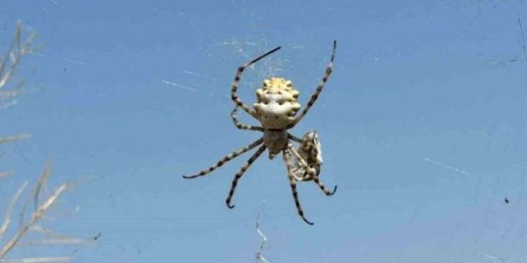 Loplu örümcek zehirli mi? Loplu örümcek öldürür mü? Loplu örümcek Türkiye’de hangi vilayetlerde var?