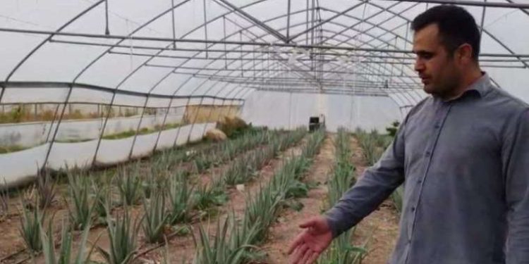 Tabur kumandanının teklifiyle ekti: Hakkari’de birinci defa yetiştirildi!
